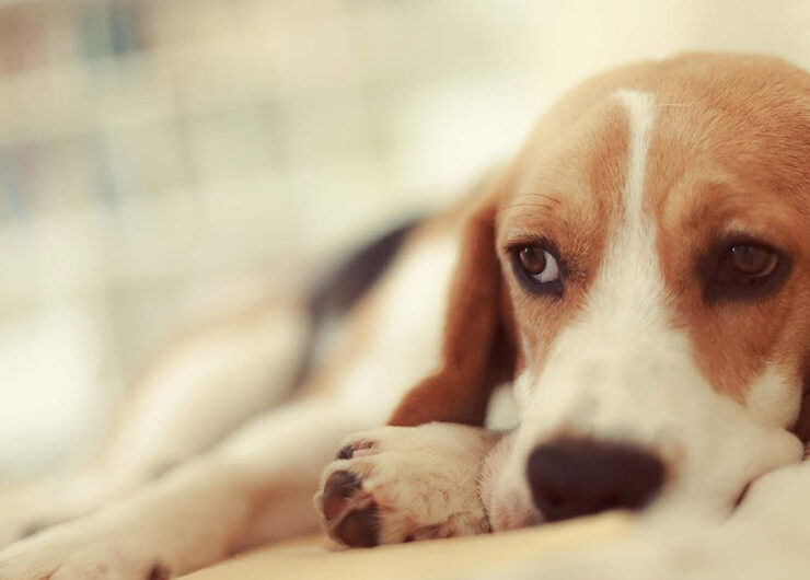 Insuficiencia renal en perros: síntomas y tratamiento Insuficiencia renal en perros: síntomas y tratamiento