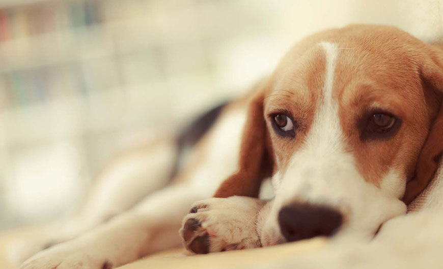 Insuficiencia renal en perros: síntomas y tratamiento