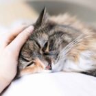 Insuficiencia renal en gatos: síntomas, causas y tratamiento Insuficiencia renal en gatos: síntomas, causas y tratamiento