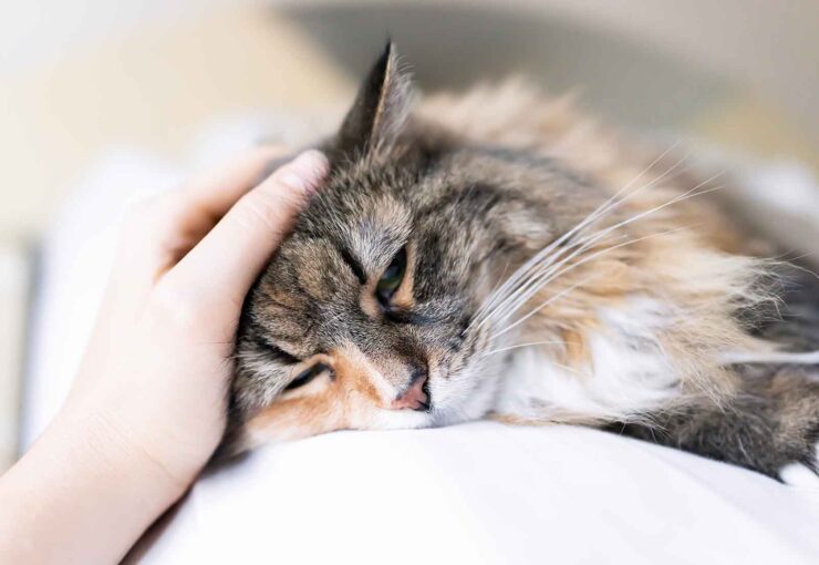 Insuficiencia renal en gatos: síntomas, causas y tratamiento