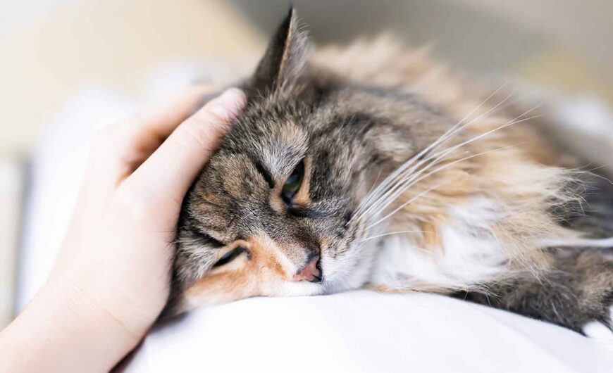 Insuficiencia renal en gatos: síntomas, causas y tratamiento