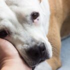 Cistitis en perros: síntomas, tratamiento y prevención Cistitis en perros: síntomas, tratamiento y prevención