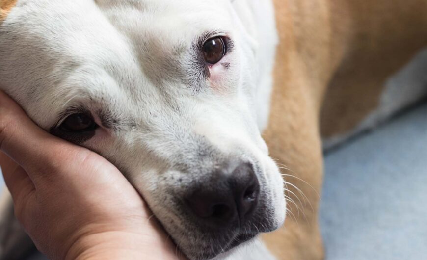 Cistitis en perros: síntomas, tratamiento y prevención