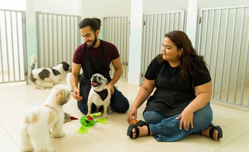 Guarderías caninas: ¿cómo funcionan y qué servicios ofrecen?