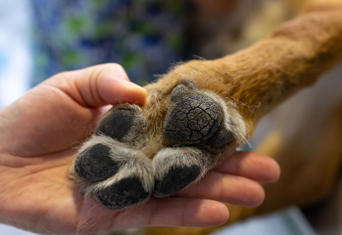 ¿Cómo evitar las quemaduras en las almohadillas de los perros? ¿Cómo evitar las quemaduras en las almohadillas de los perros?