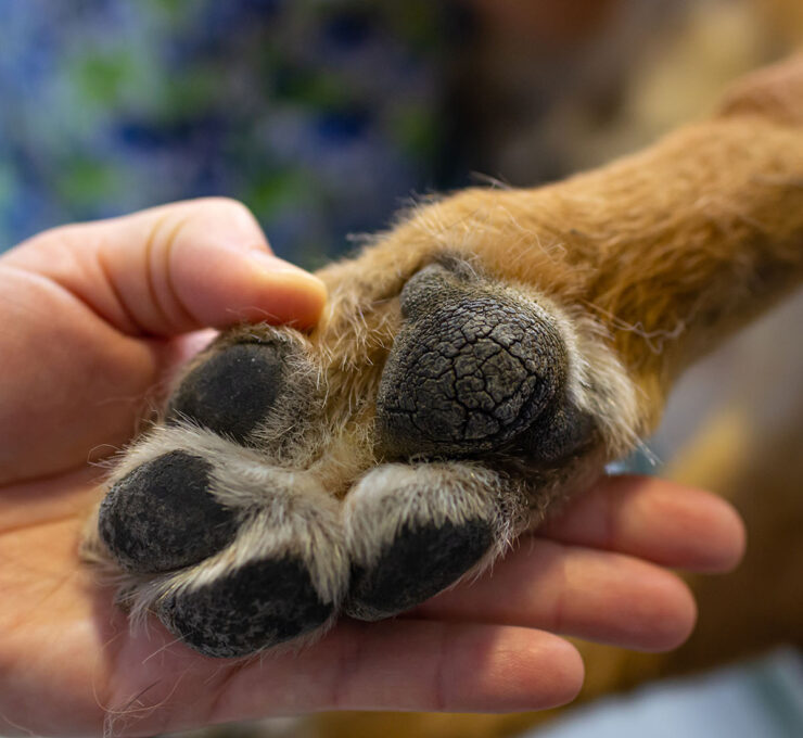 ¿Cómo evitar las quemaduras en las almohadillas de los perros? ¿Cómo evitar las quemaduras en las almohadillas de los perros?