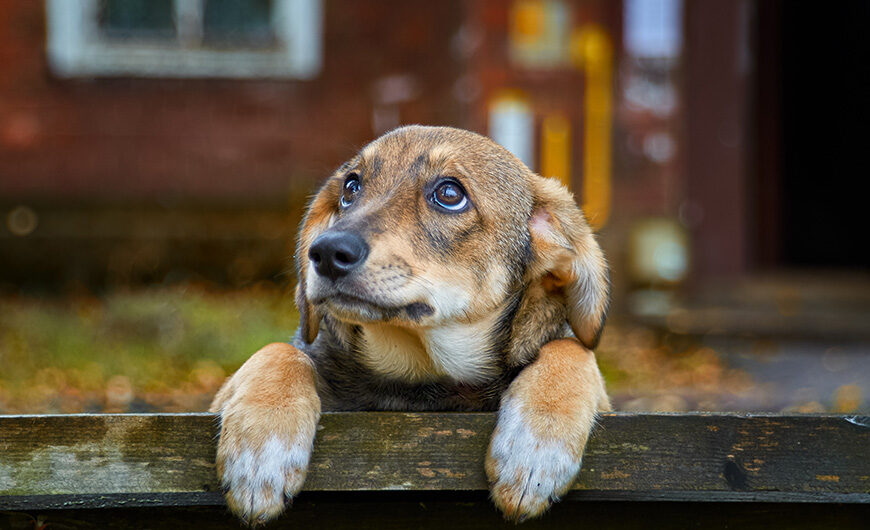 Ansiedad por separación en perros: síntomas y tratamiento Ansiedad por separación en perros: síntomas y tratamiento