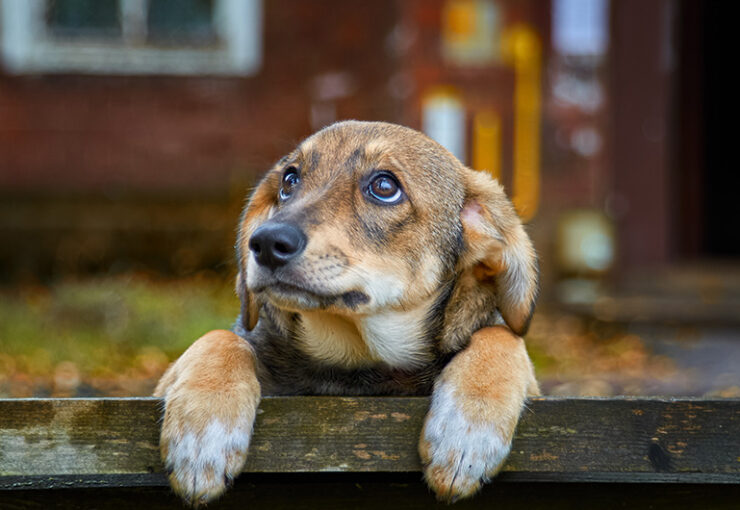 Ansiedad por separación en perros: síntomas y tratamiento