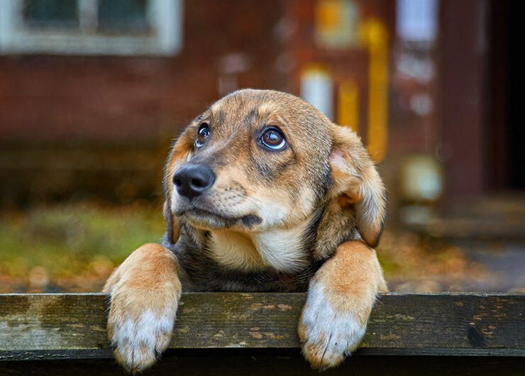 Ansiedad por separación en perros: síntomas y tratamiento Ansiedad por separación en perros: síntomas y tratamiento