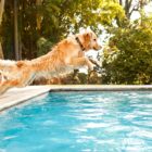 ¿El cloro de la piscina es malo para los perros? ¿El cloro de la piscina es malo para los perros?