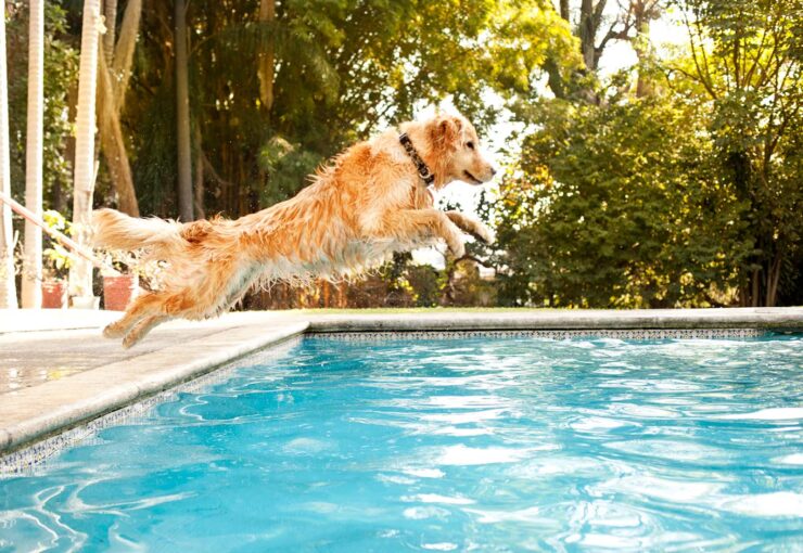 ¿El cloro de la piscina es malo para los perros?