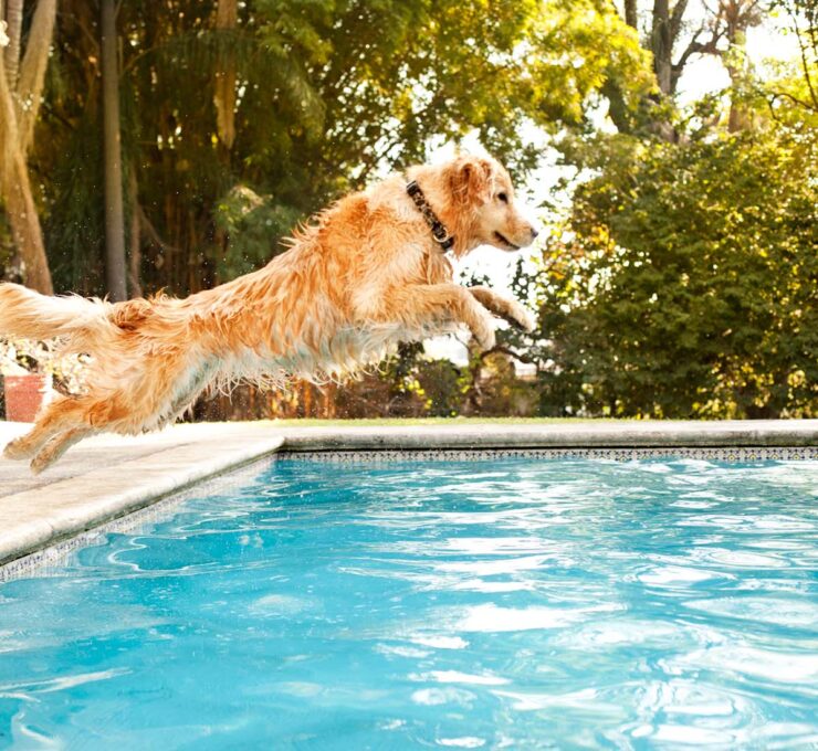 ¿El cloro de la piscina es malo para los perros? ¿El cloro de la piscina es malo para los perros?