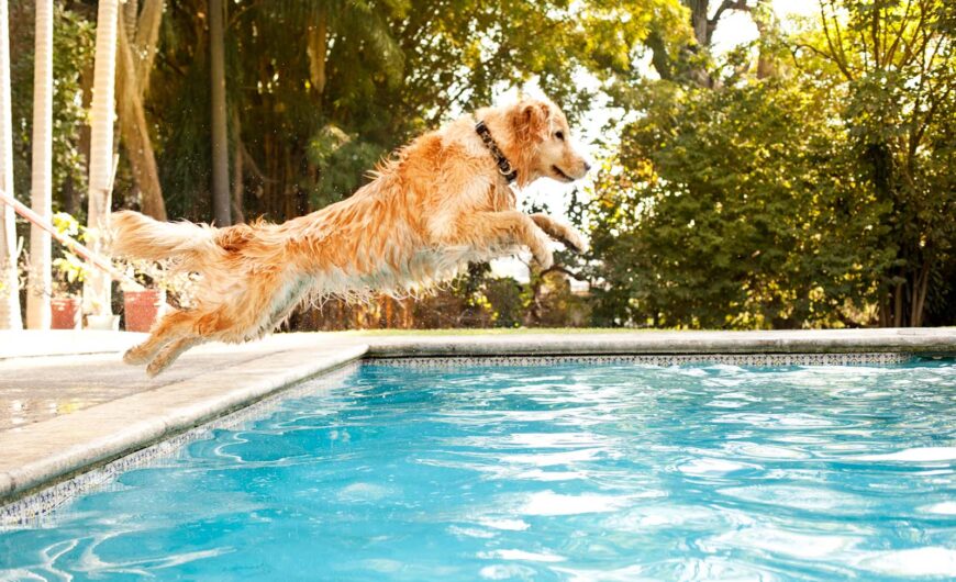 ¿El cloro de la piscina es malo para los perros?