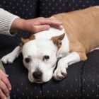 Vómitos en perros: causas, síntomas y tratamiento Vómitos en perros: causas, síntomas y tratamiento