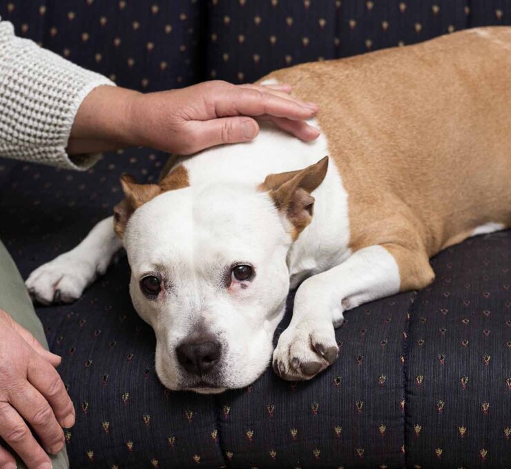 Vómitos en perros: causas, síntomas y tratamiento Vómitos en perros: causas, síntomas y tratamiento