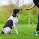 Etólogo canino: qué es, cuándo lo necesita un perro y diferencias con un adiestrador Etólogo canino: qué es, cuándo lo necesita un perro y diferencias con un adiestrador
