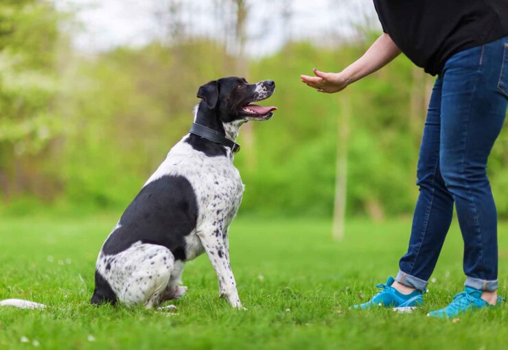 Etólogo canino: qué es, cuándo lo necesita un perro y diferencias con un adiestrador