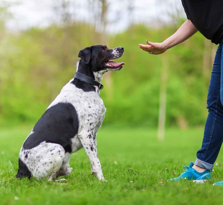 Etólogo canino: qué es, cuándo lo necesita un perro y diferencias con un adiestrador Etólogo canino: qué es, cuándo lo necesita un perro y diferencias con un adiestrador
