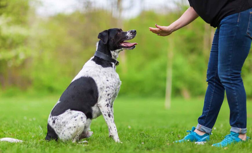 Etólogo canino: qué es, cuándo lo necesita un perro y diferencias con un adiestrador