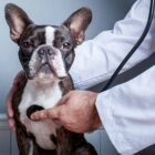 Problemas de corazón en perros: síntomas de alerta Problemas de corazón en perros: síntomas de alerta