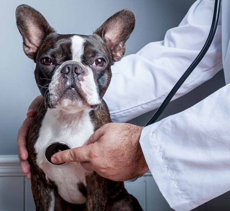 Problemas de corazón en perros: síntomas de alerta Problemas de corazón en perros: síntomas de alerta