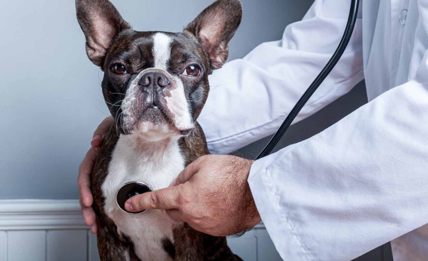 Problemas de corazón en perros: síntomas de alerta