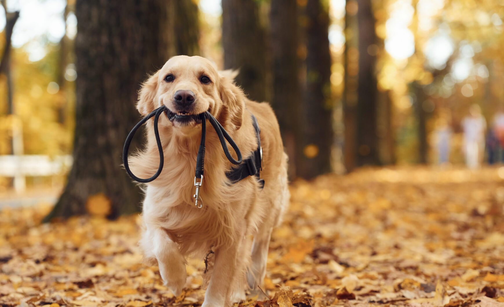 ¿Por qué mi perro se tambalea al caminar?