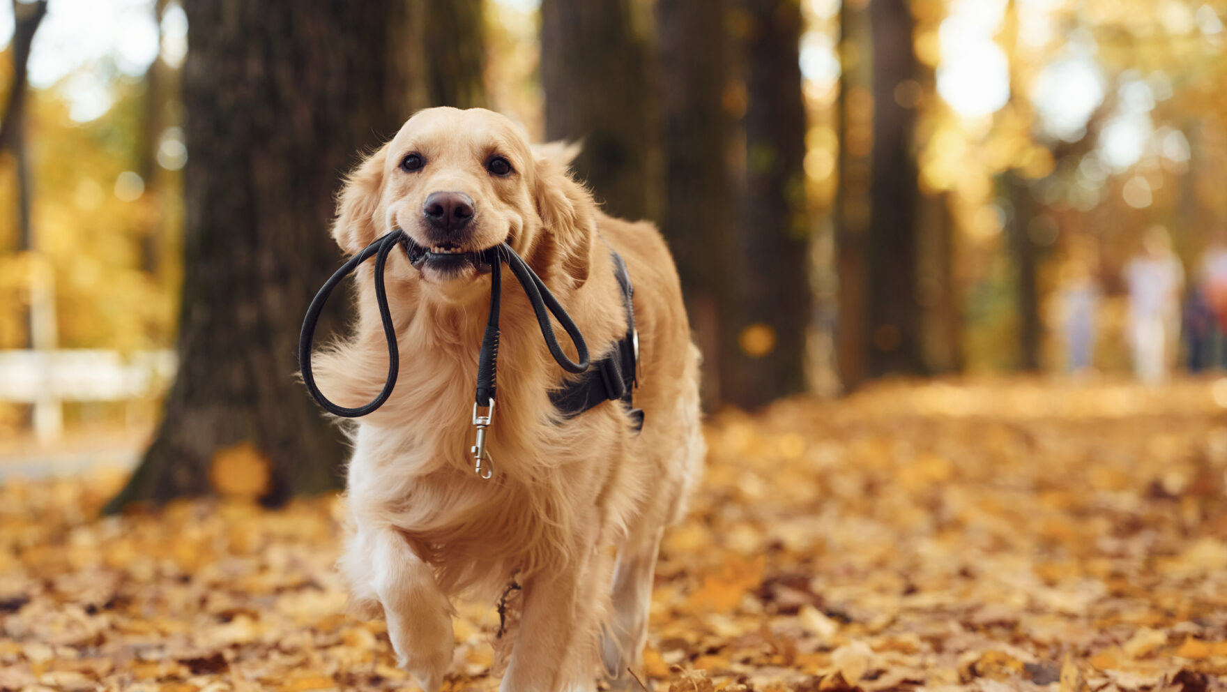 ¿Por qué mi perro se tambalea al caminar?