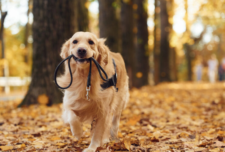 ¿Por qué mi perro se tambalea al caminar?