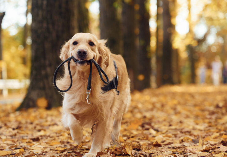 ¿Por qué mi perro se tambalea al caminar?