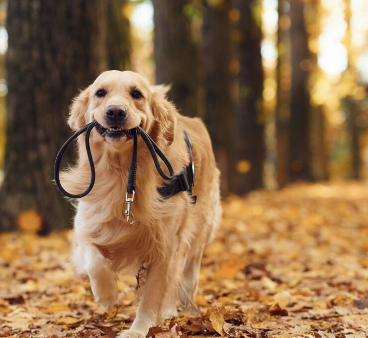 ¿Por qué mi perro se tambalea al caminar?