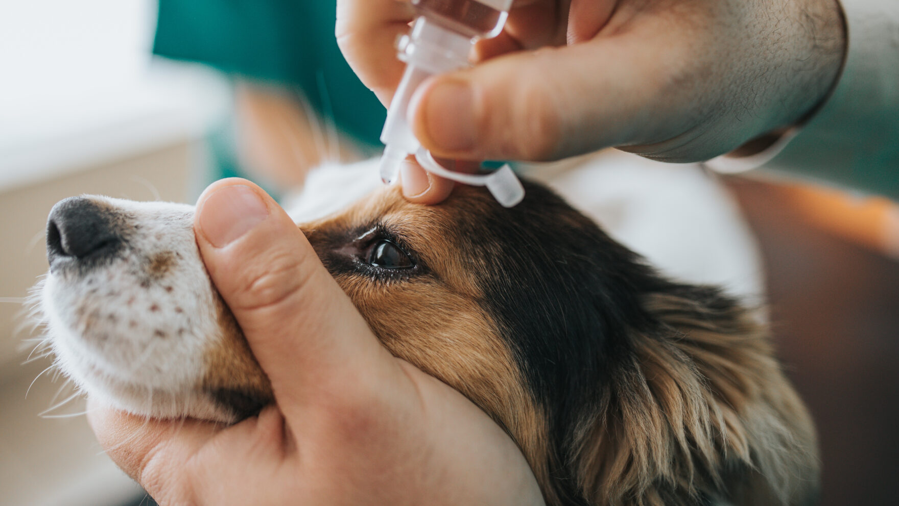 Conjuntivitis en perros: ¿qué causas tiene y cómo se trata?