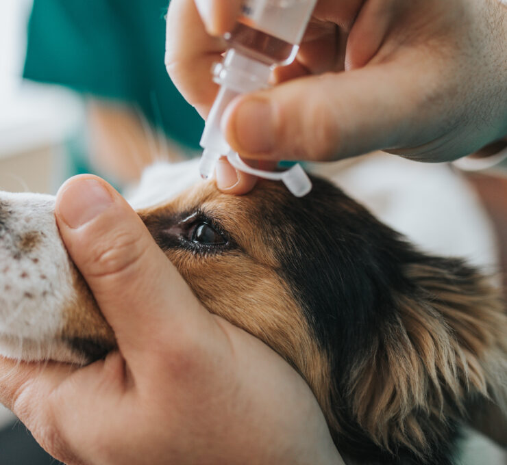 Conjuntivitis en perros: ¿qué causas tiene y cómo se trata?