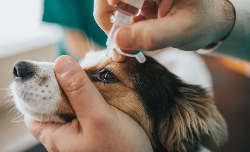 Conjuntivitis en perros: causas, síntomas y tratamiento