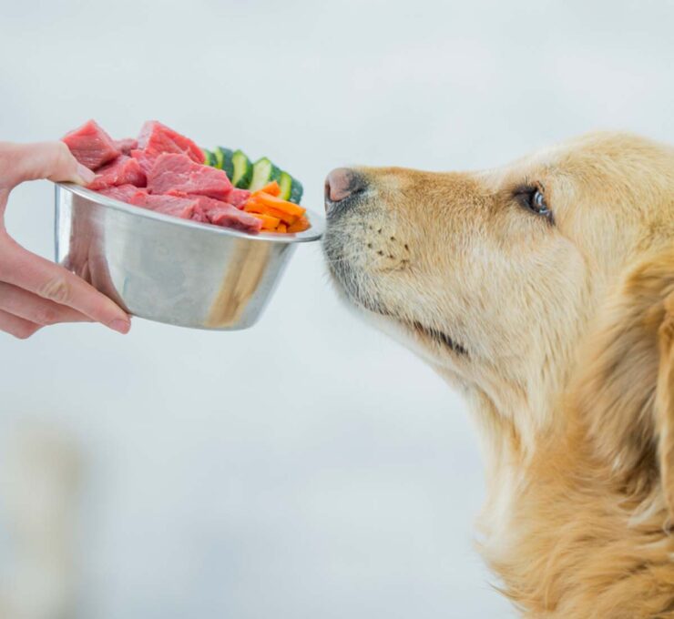 La dieta ideal para tu mascota según su raza La dieta ideal para tu mascota según su raza