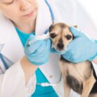 Otitis en perros y gatos: causas y tratamiento
