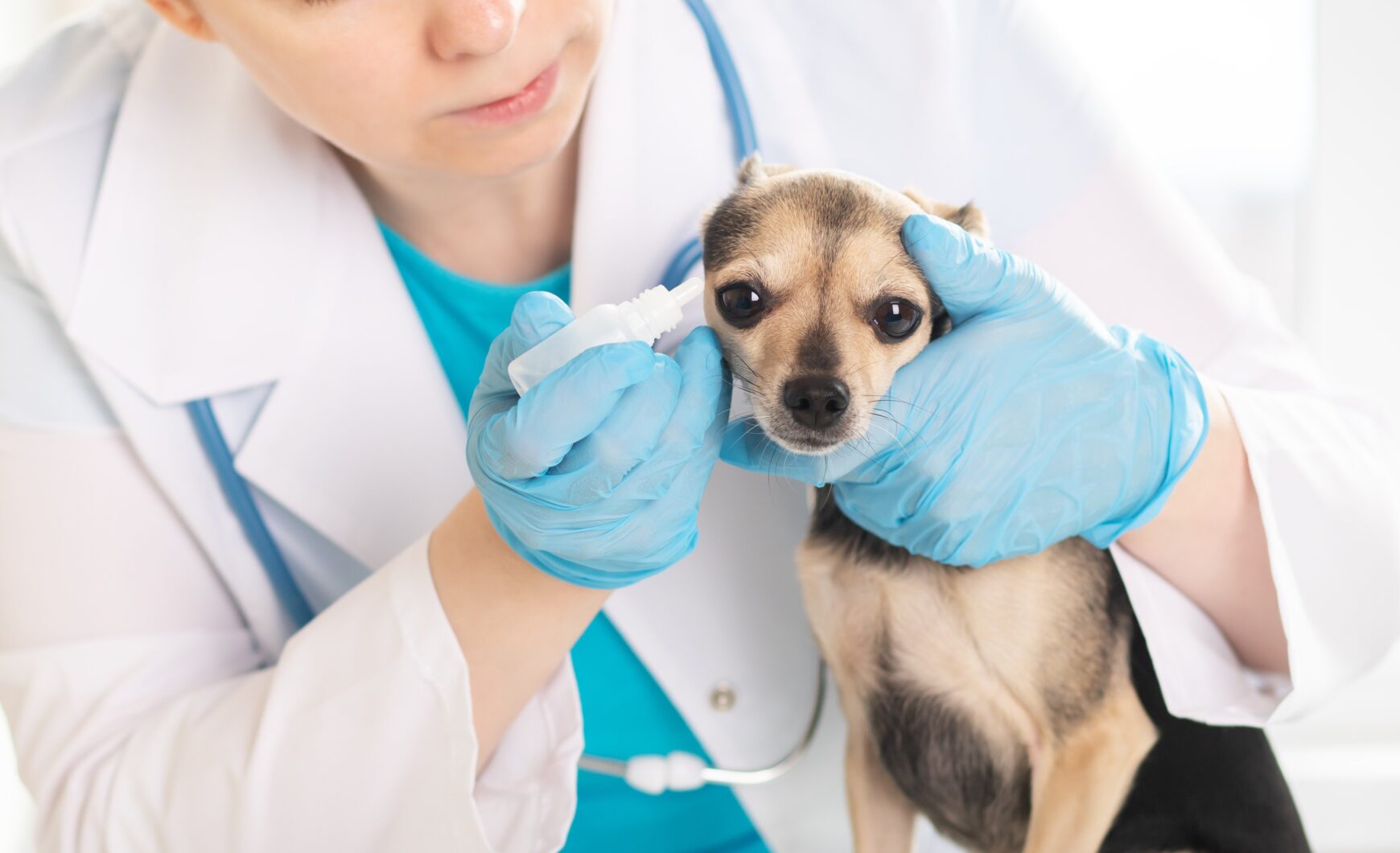 Otitis en perros: tratamiento y causas