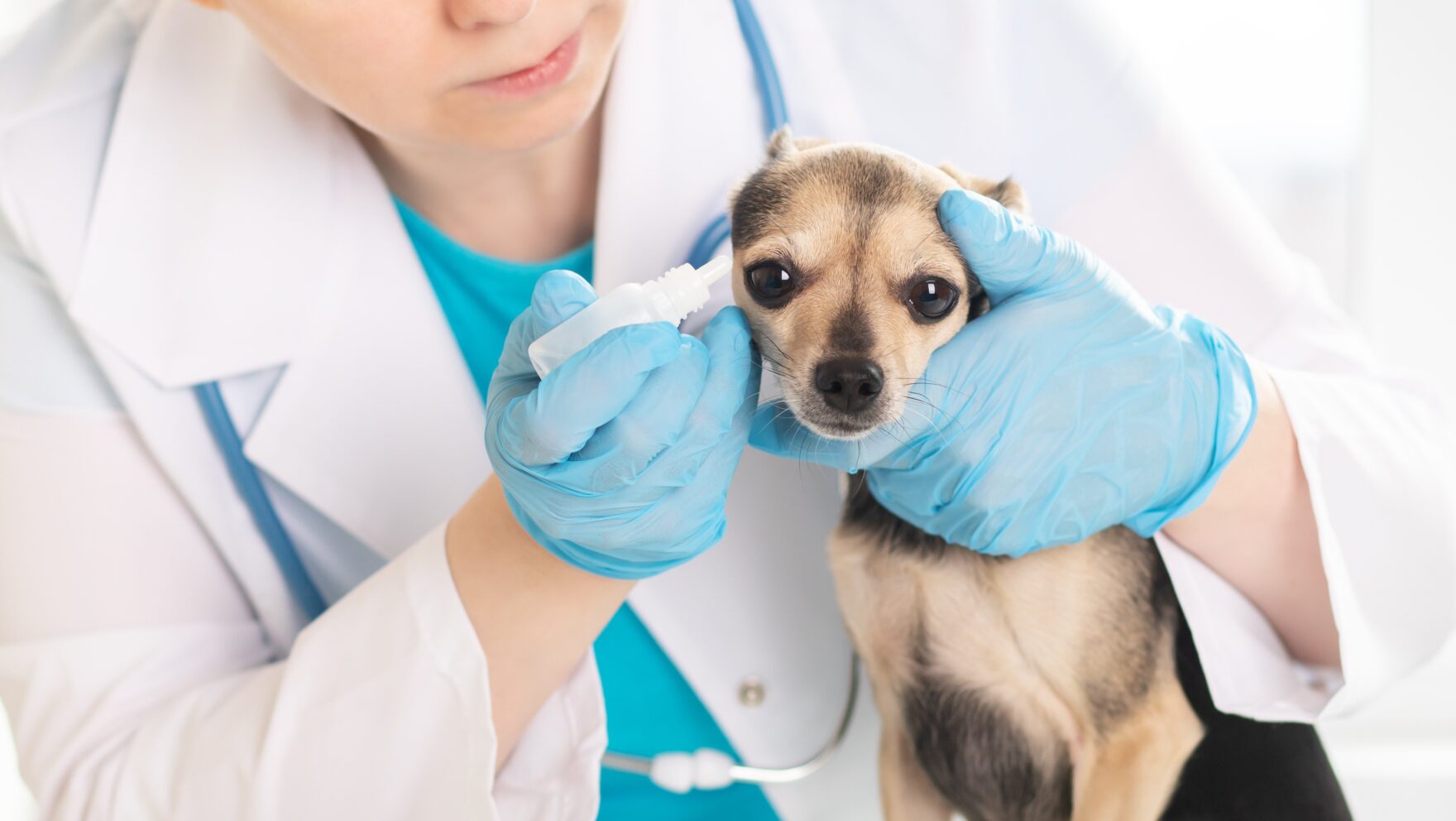 Otitis en perros: tratamiento y causas