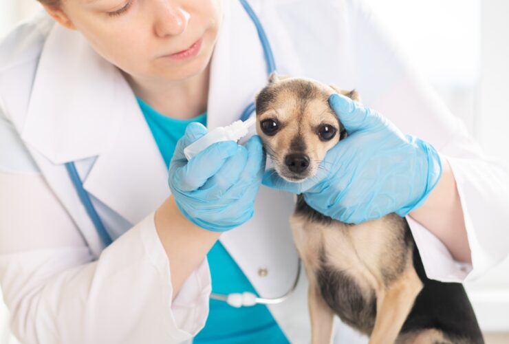 Otitis en perros: tratamiento y causas