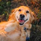 Limpieza dental en perros: por qué es importante y cuándo hacerla Limpieza dental en perros: por qué es importante y cuándo hacerla