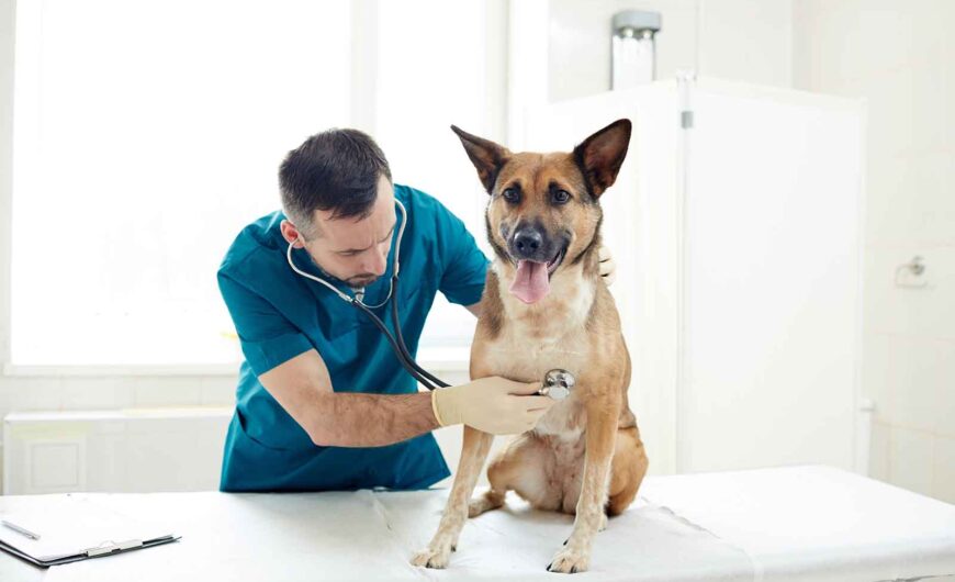 Insuficiencia cardíaca en perros: síntomas y tratamiento