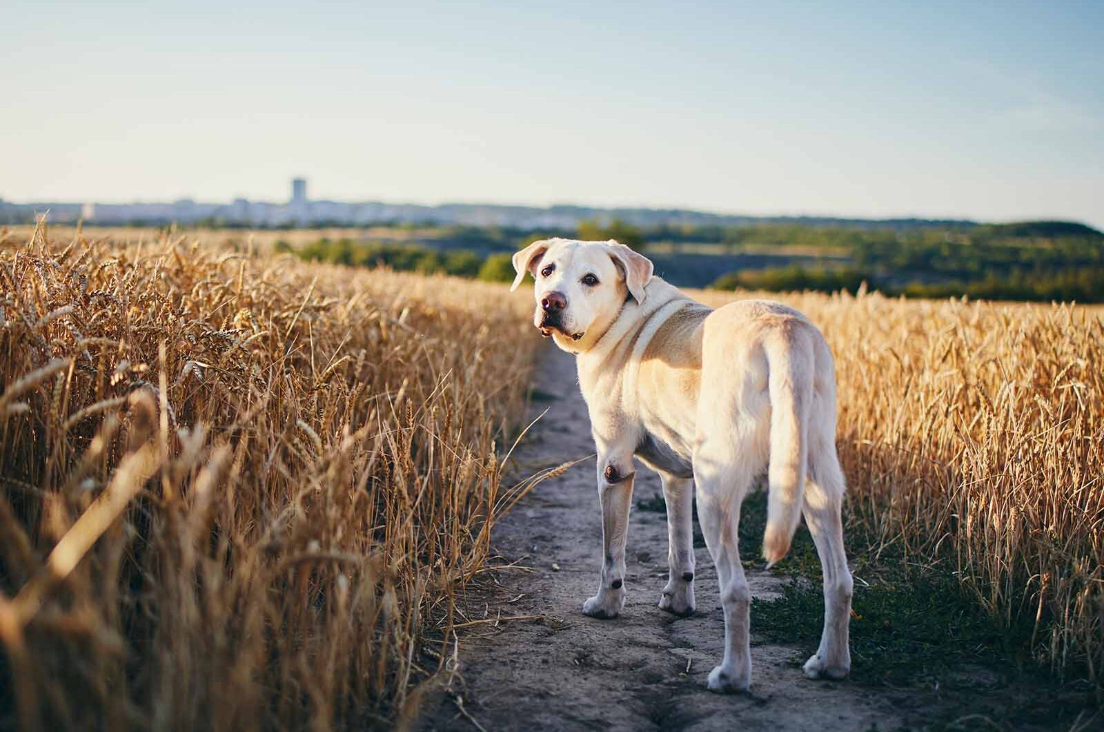 Espigas en perros: ¿qué son y qué consecuencias tienen?