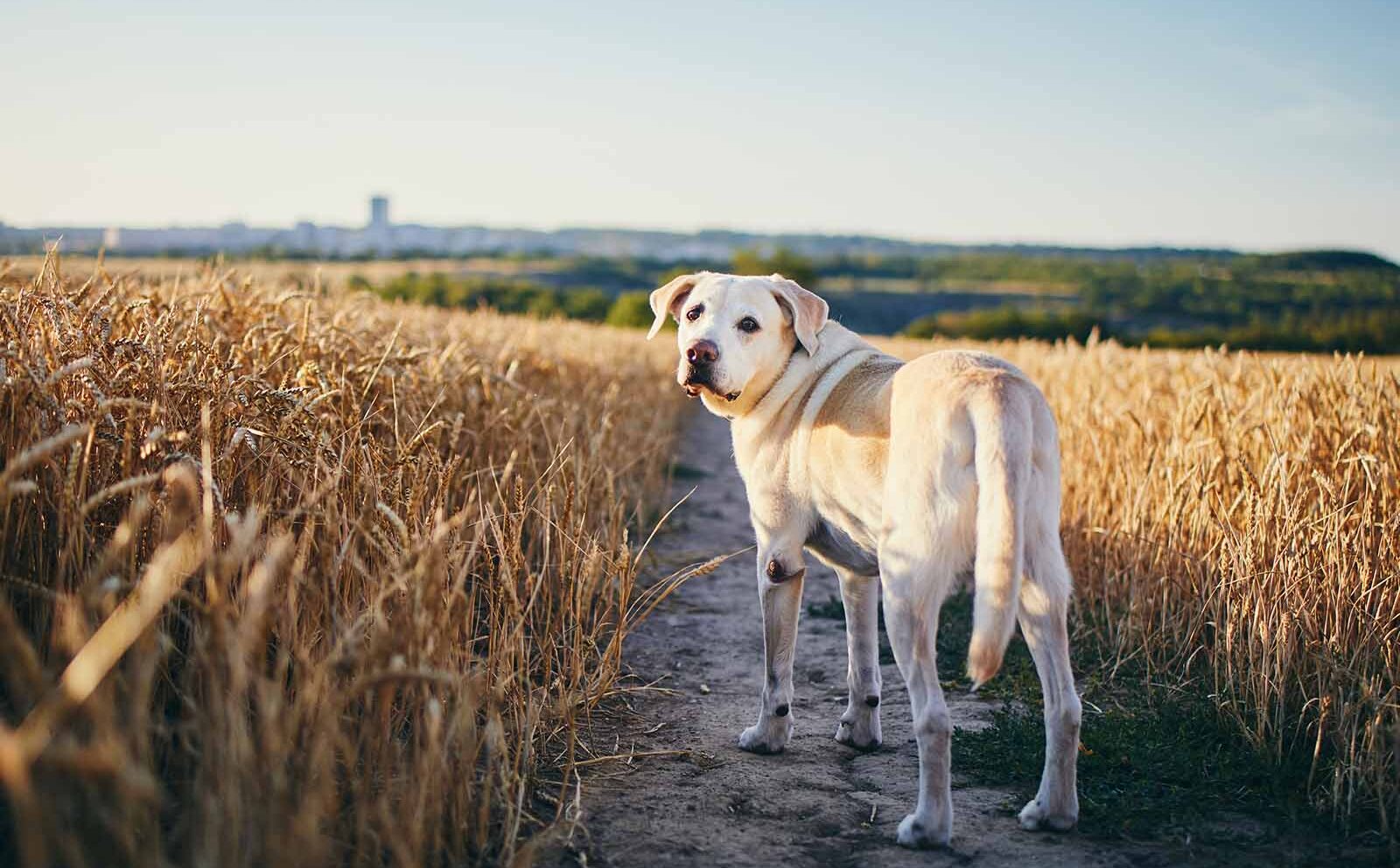 Espigas en perros: ¿qué son y qué consecuencias tienen?