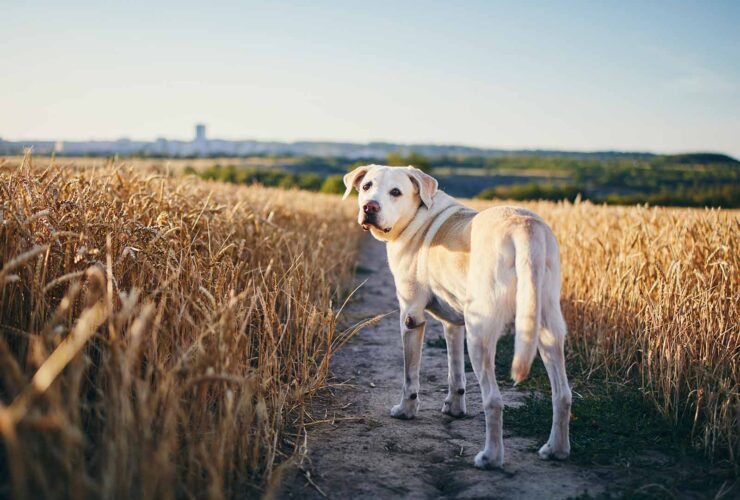 Espigas en perros: ¿qué son y qué consecuencias tienen?