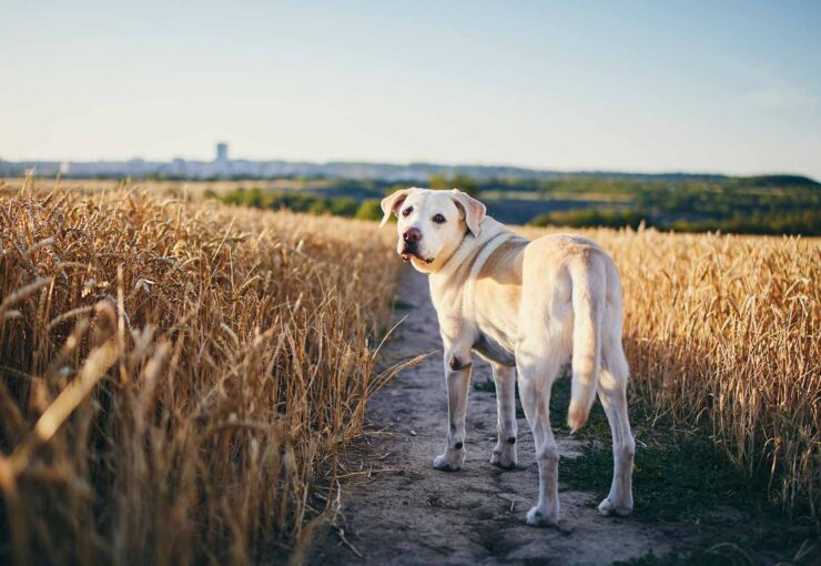 Espigas en perros: ¿qué son y qué consecuencias tienen?