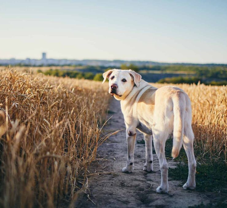 Espigas en perros: ¿qué son y qué consecuencias tienen?