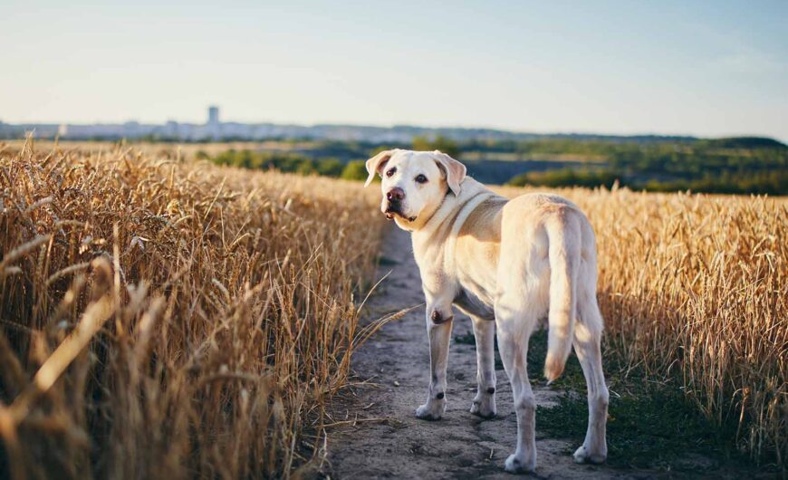 Espigas en perros: ¿qué son y qué consecuencias tienen?