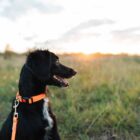 Golpe de calor en perros: síntomas, efectos y tratamiento