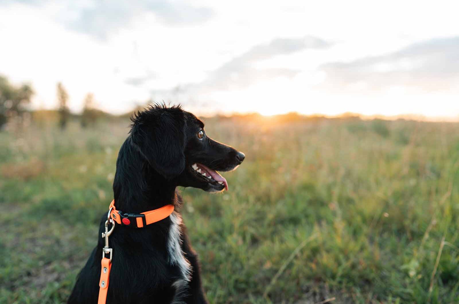 Golpe de calor en animales: cómo identificarlo y cómo actuar