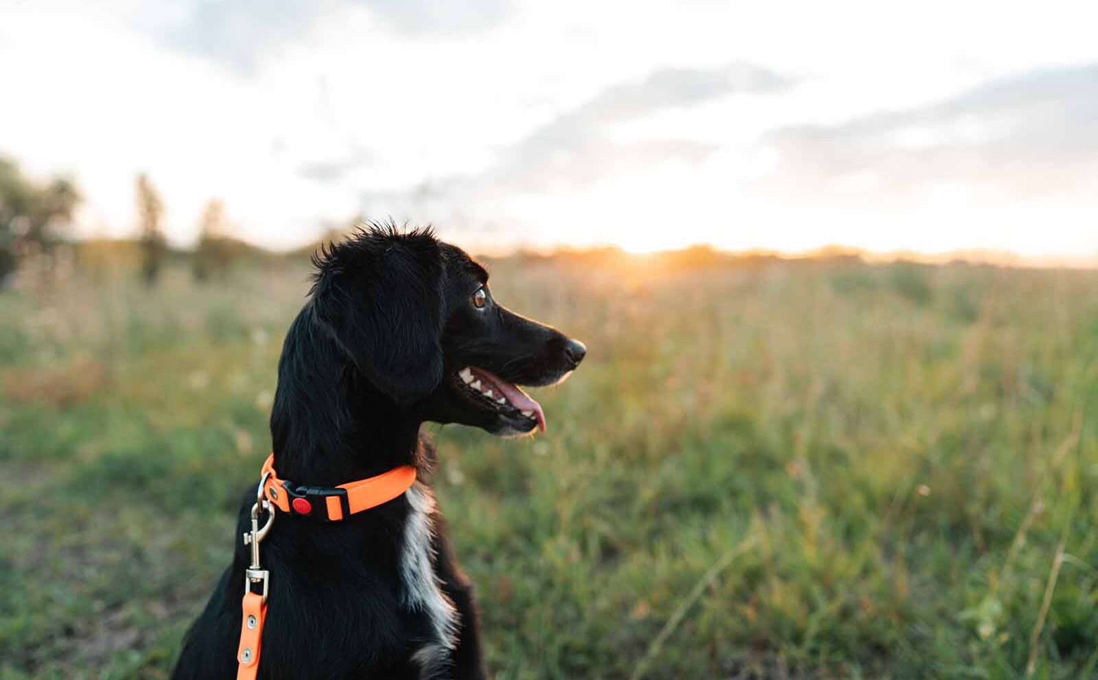 Golpe de calor en animales: cómo identificarlo y cómo actuar